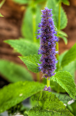 A Little Purple