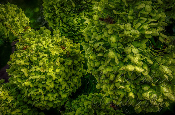 Leaves Or Flowers?