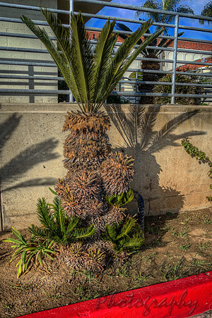 Short Palm