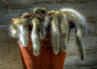 Fuzzy
