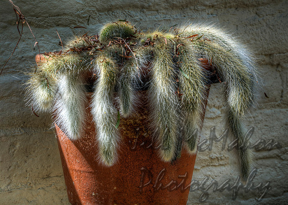 Fuzzy