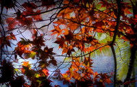 A Little Autumn