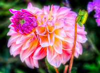 Dahlia & Buds