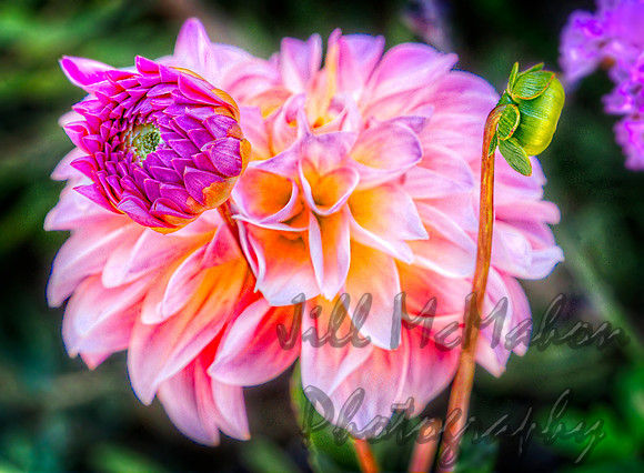 Dahlia & Buds