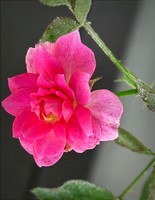 Mini Rose