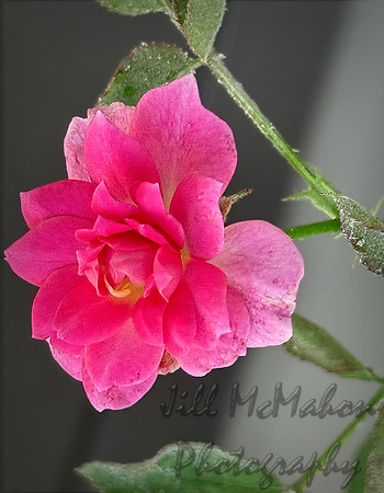 Mini Rose