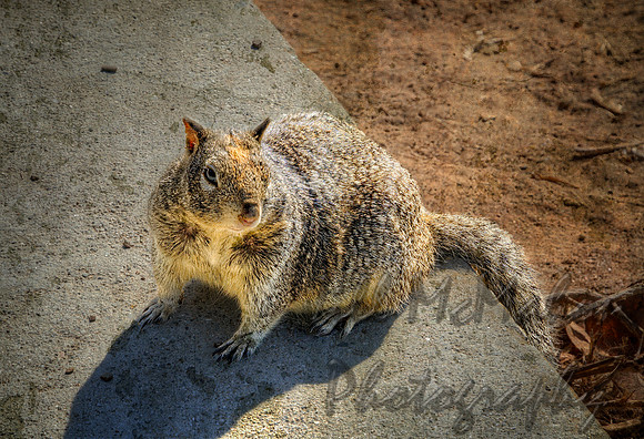 Mayor Of Vista Park