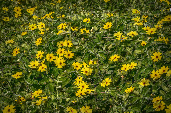 Blackeyed Susans