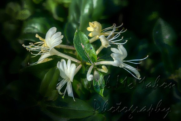Honeysuckle