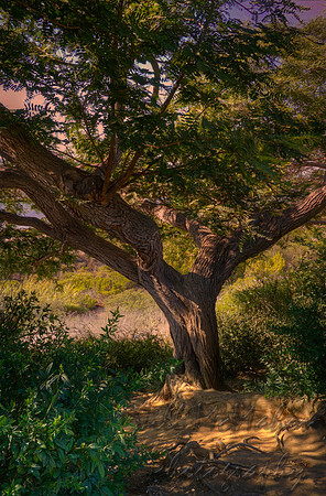 The Tree