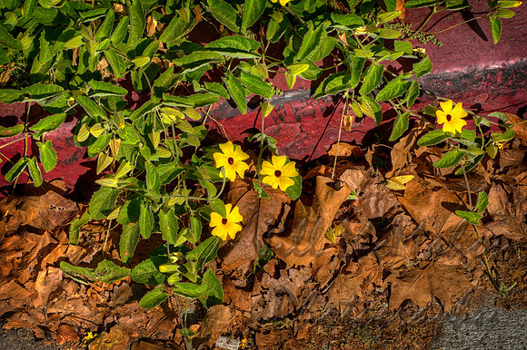 Fallen Leaves