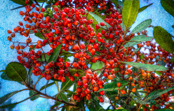 Toyon