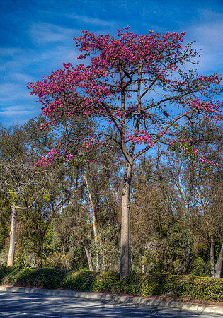 Silk Floss Tree