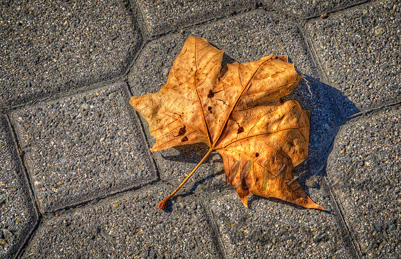 Not Much Fall Here