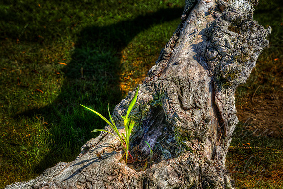 Grass Growing In