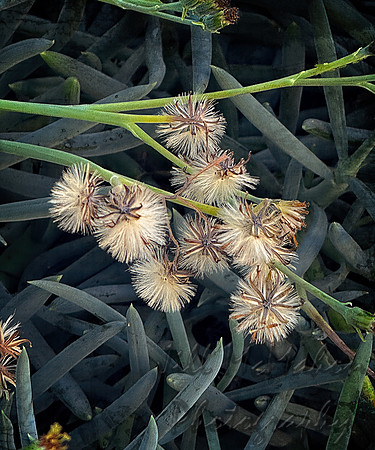 Succulent flower