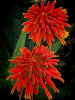 More Succulent Flowers