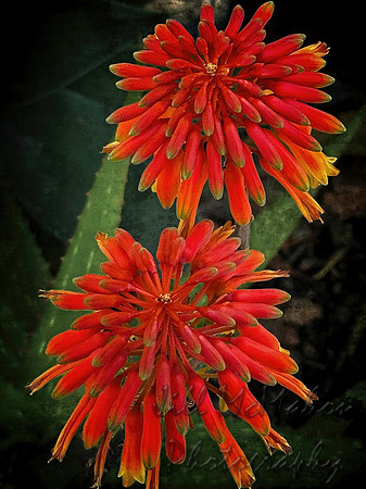 More Succulent Flowers