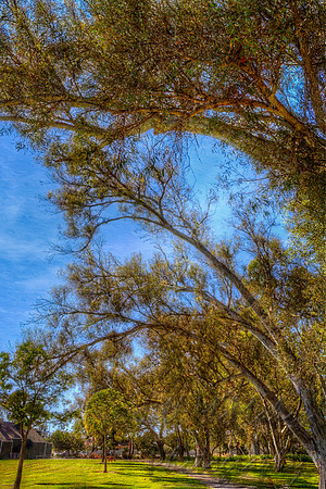 Trees
