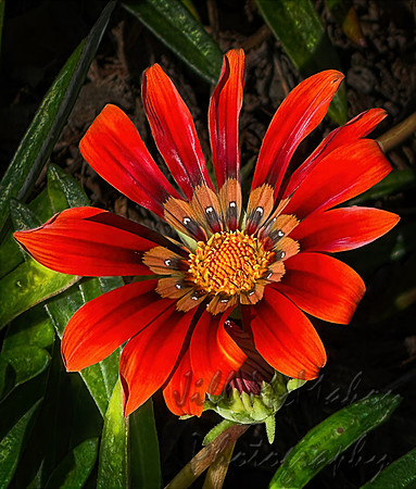 Today's Red Gazania