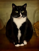 Happy Birthday, Catsy! (7)
