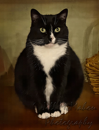 Happy Birthday, Catsy! (7)