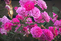 November Roses
