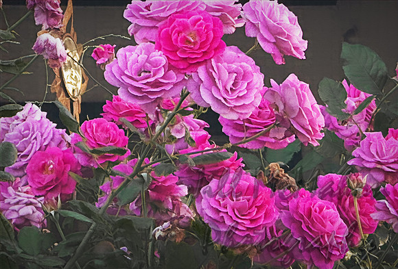 November Roses
