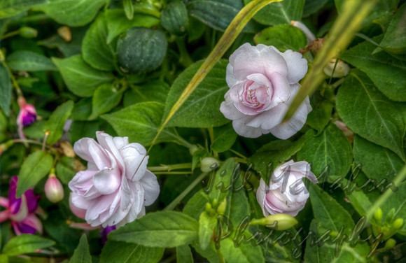 A Hint Of Pink