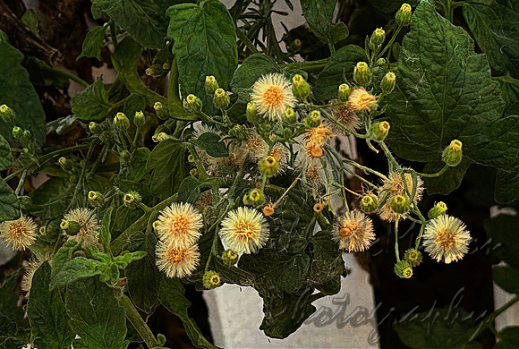 Weird Puffs