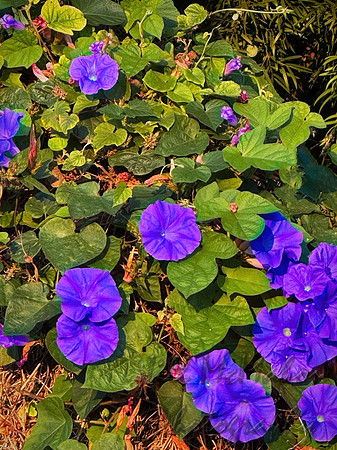 Wallflowers