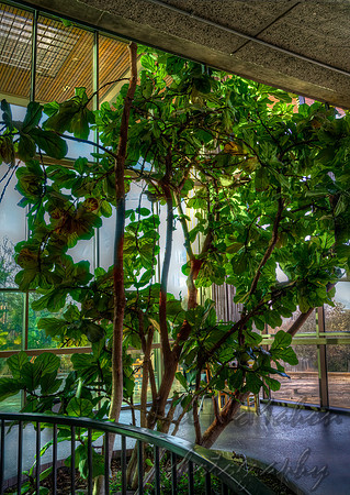 Another Indoor Tree