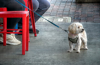 Guard Dog