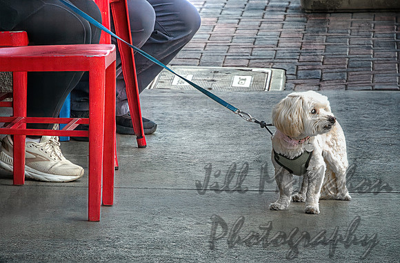 Guard Dog