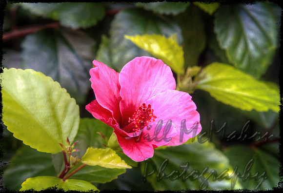 Hibiscus