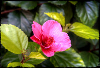 Hibiscus