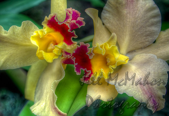 Orchids