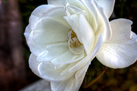A Rose Is A Rose