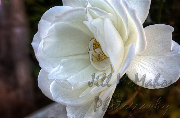 A Rose Is A Rose
