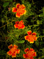 Marigolds