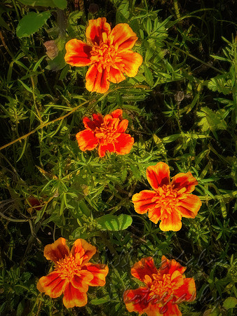 Marigolds