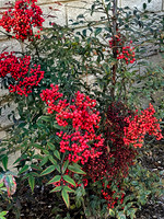 Berries