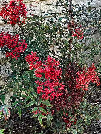 Berries