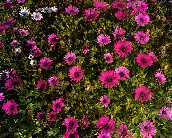 Gazanias