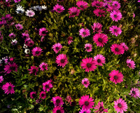 Gazanias