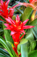 Bromeliad