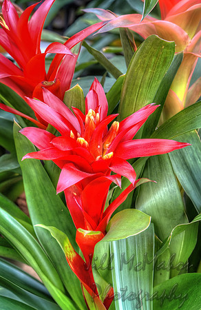 Bromeliad