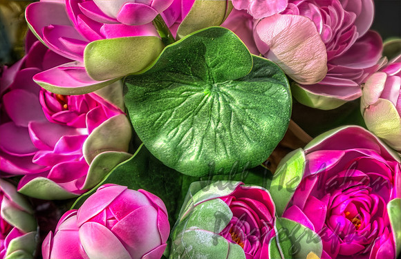 Lotus