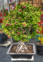 Bougainvillea Bonsai