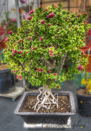 Bougainvillea Bonsai